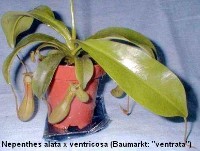 www.venus-fliegenfalle.de Nepenthes ventricosa x alata