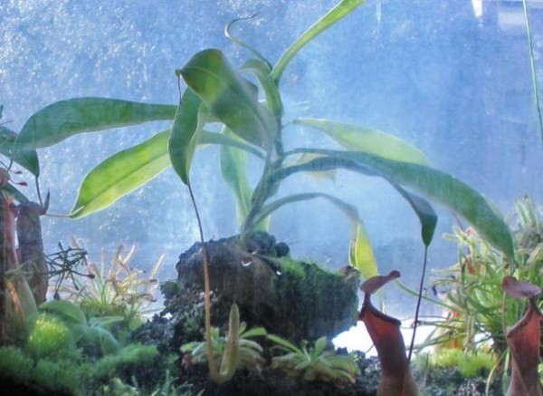 Baumarkt Nepenthes in artgerechter Kultur