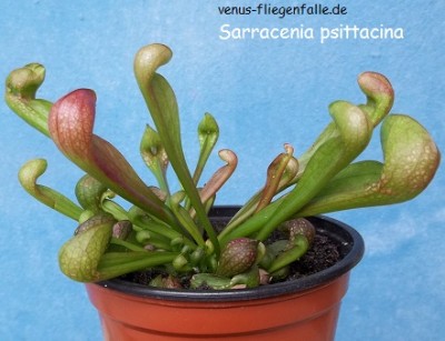 Sarracenia psittacinaclick to enlarge